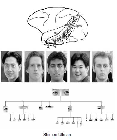 Figura 8 Os neurônios ínfero-temporais reconhecem objetos e faces