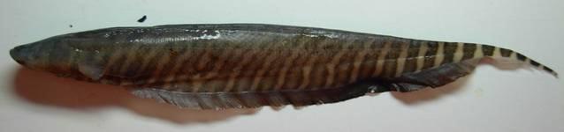 217 Hypostomus hemiuropuctatus (sp. nova) Ancistrus cf. dubius Cetopsorhamdia sp. Imparfinis sp. Ituglanis aff.