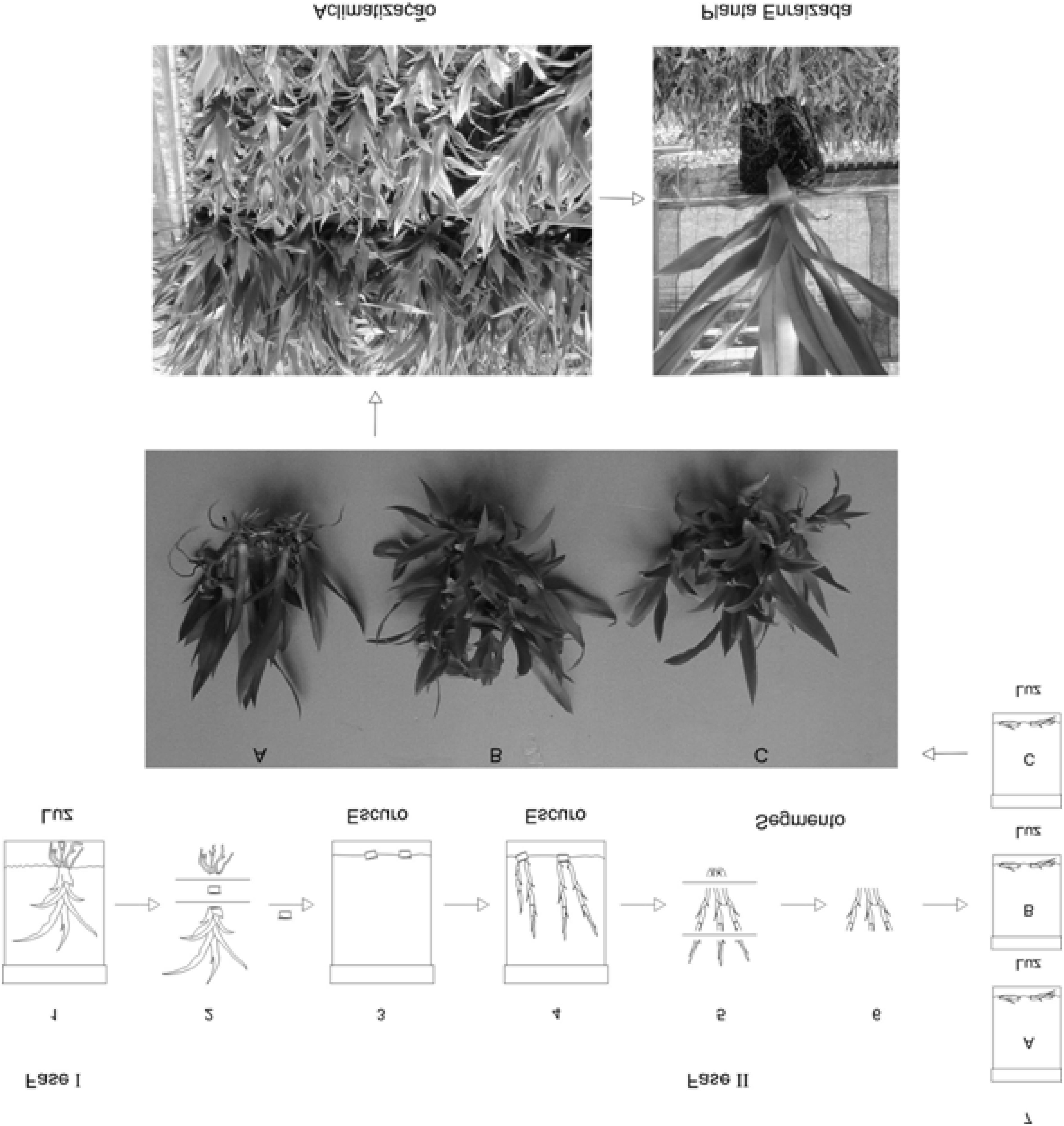 Estiolamento e regeneração in vitro de Ananas comosus var. erectifolius... 7 FIGURA 2 Micropropagação de Ananas comosus var. erectifolius a partir de brotos estiolados.