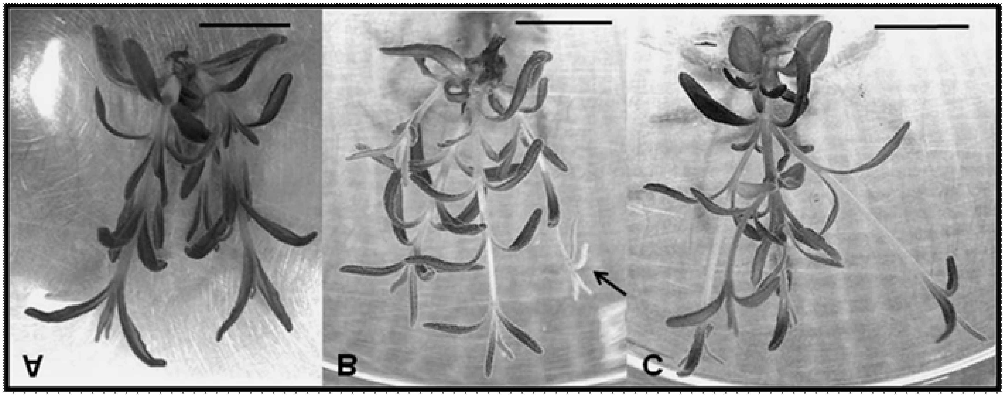 22 MACHADO, M. P. et al.