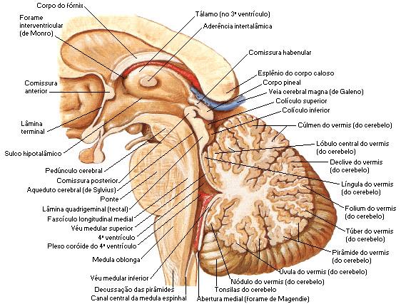 Comissura anterior e lâmina terminal formam a parede anterior do III ventrículo.