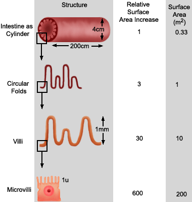 microvilosidades multiplicam em 600x a