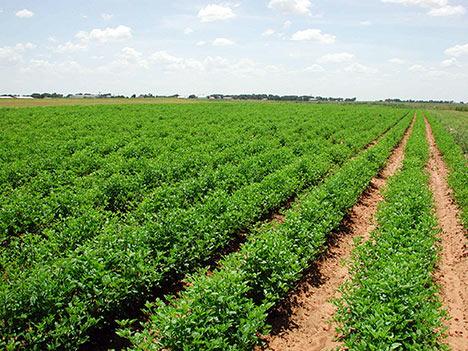 AGROPECUÁRIA Fermentação