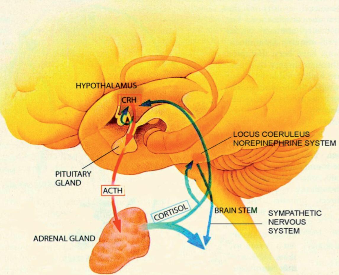 Hipotálamo-Hipófise-Suprarrenal Adaptado de : Sherin e Nemeroff (2011) A activação ou desactivação do eixo HPS tem-se demonstrado irregular em pacientes com PA.