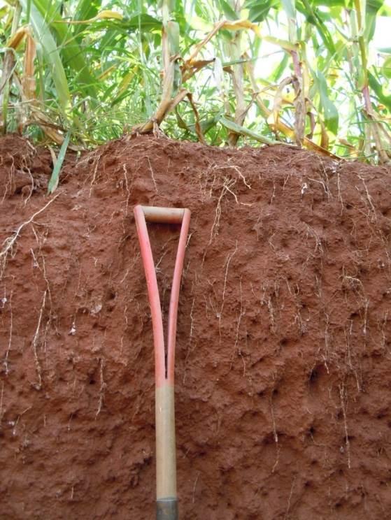 A calagem como fator de competitividade Construção da fertilidade química, física e biológica no perfil Construção da fertilidade no