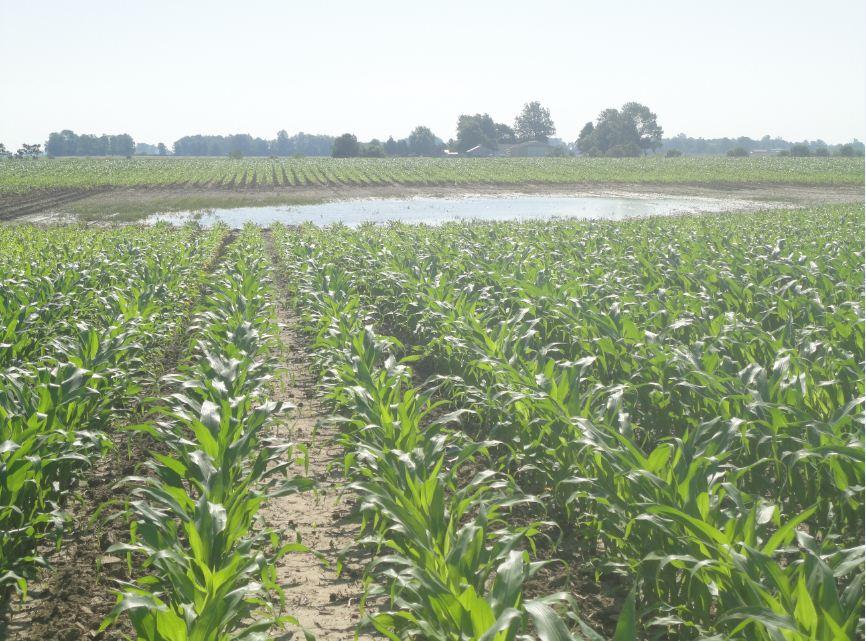 Condição das lavouras - EUA Na região, as áreas ainda não semeadas devem receber soja. Observa-se grande movimentação para aplicação de nitrogênio no milho.