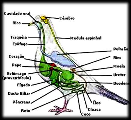 Homeotermia (manter temperatura do corpo constante) 2. Desenvolvimento das penas 3.