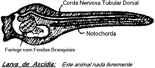 Características : São