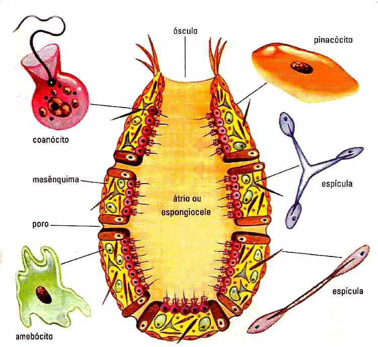 Projeto Universidade para Todos BIOLOGIA dos, Parte do alimento digerido é transferido para os amebócitos, células que também realizam digestão e distribuição do alimento para as outras células.