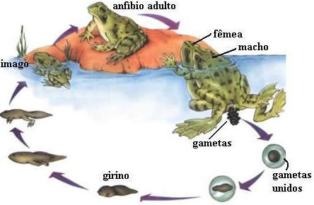 Projeto Universidade para Todos BIOLOGIA Fig. 34. Estrutura interna de um peixe ósseo Os sexos são separados e a fecundação é externa.