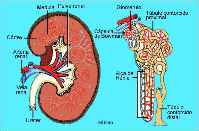 Projeto Universidade para Todos Fig.50. Néfron. EXCREÇÃO HUMANA Os rins recebem sangue pelas artérias renais, que se ramificam em arteríolas, cada uma se dirige a um néfron.