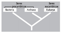 Projeto Universidade para Todos QUESTÃO 08 (UESB) O cladograma ilustra a evolução dos seres vivos a partir da classificação em Domínios proposta por Carl Woese.