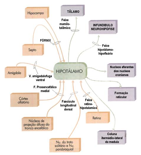 Conexões nervosas do Hipotálamo Muitas aferências sensoriais e eferências Local de integração e processamento de comandos REGULA O SISTEMA ENDÓCRINO ADENOHIPÓFISE O HIPOTÁLAMO desempenha funções