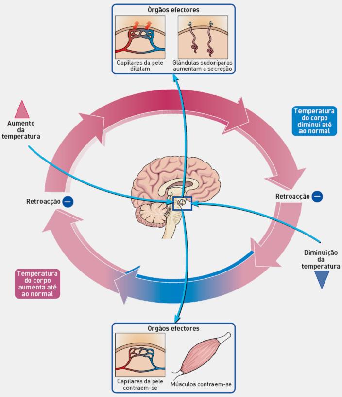 ÓRGÃOS EFETUADORES Estimula as perdas de calor temperatura TERMORRECEPTORES Detectam a variação