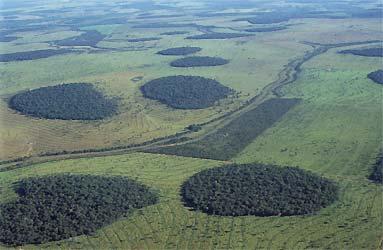 AMEAÇAS AO CERRADO A destruição e a fragmentação de habitats consistem, atualmente, na maior ameaça à integridade desse bioma.