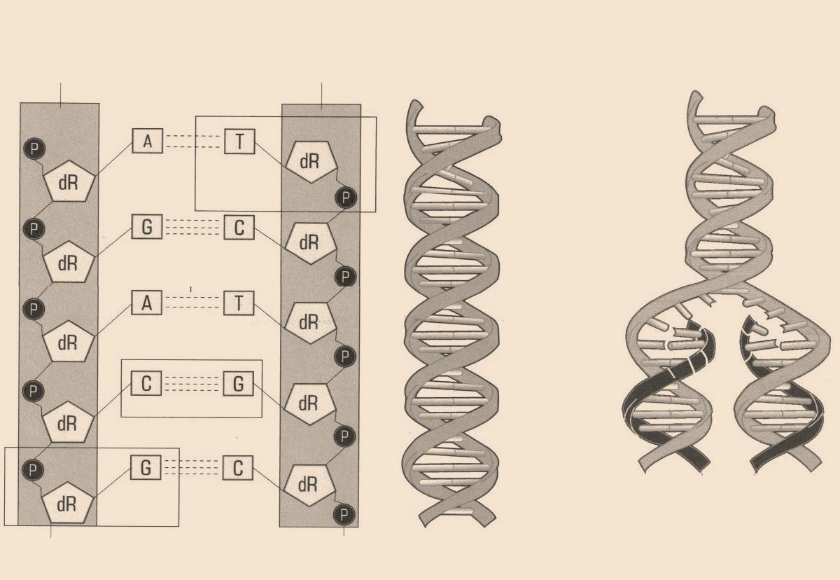 M.A.MALAJOVICH - BIOTECNOLOGIA (2016) http://bteduc.com FIGURA 5.2. A molécula de DNA Na molécula de DNA, o pareamento das bases ocorre sempre entre uma purina e uma pirimidina: adenina e timina ou uracila; guanina e citosina.