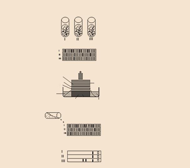 A TECNOLOGIA DO DNA digitais identificam as pessoas, as sondas revelam a identidade genética de cada um de nós.