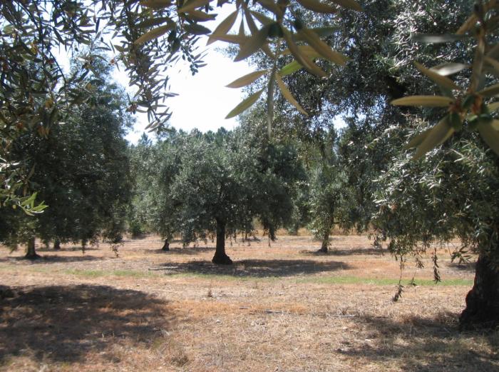 pt UEIS - Sistemas Agrários e Florestais e Sanidade Vegetal Laboratório