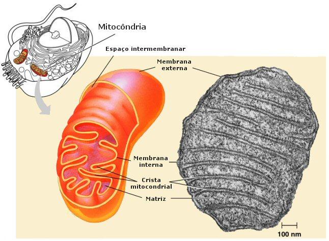 (animais e vegetais) Função das mitocôndrias