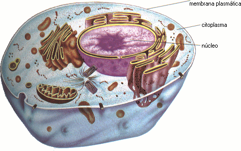 Estrutura Celular Membrana Plasmática Hialoplasma(Citoplasma )& Citoesqueleto