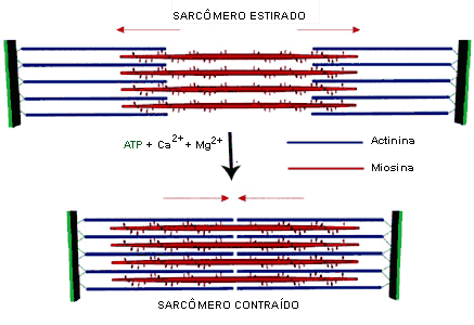 Movimentos Celulares 1 Contração(células musculares) - movimento que envolve o encurtamento da actina