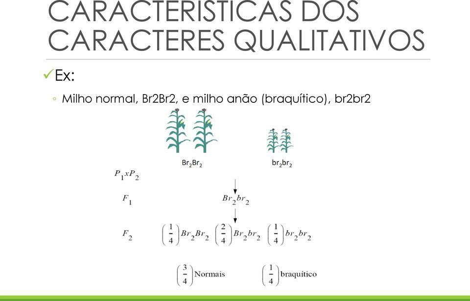 Ex: Milho normal, Br2Br2,