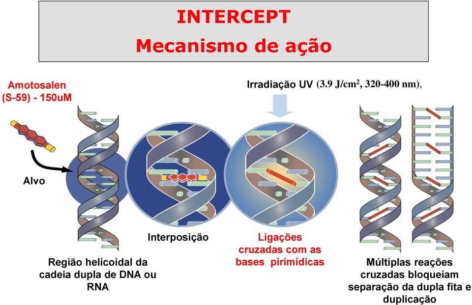 DNA ou RNA Interposição Ligações cruzadas com as bases pirimídicas