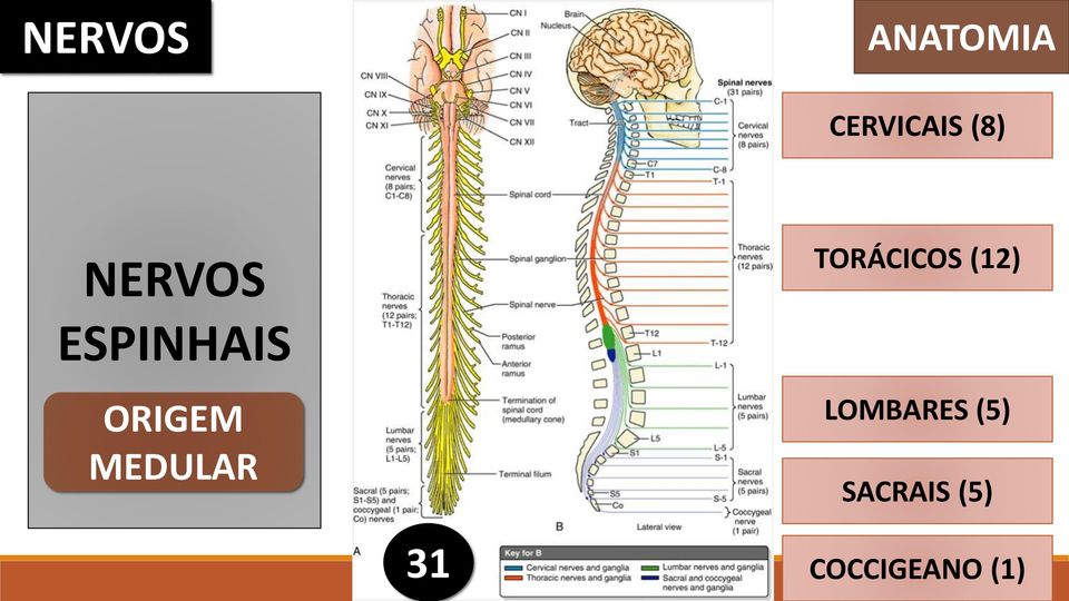 ESPINHAIS ORIGEM MEDULAR