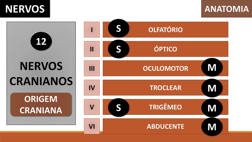 M CRANIANOS IV TROCLEAR M ORIGEM