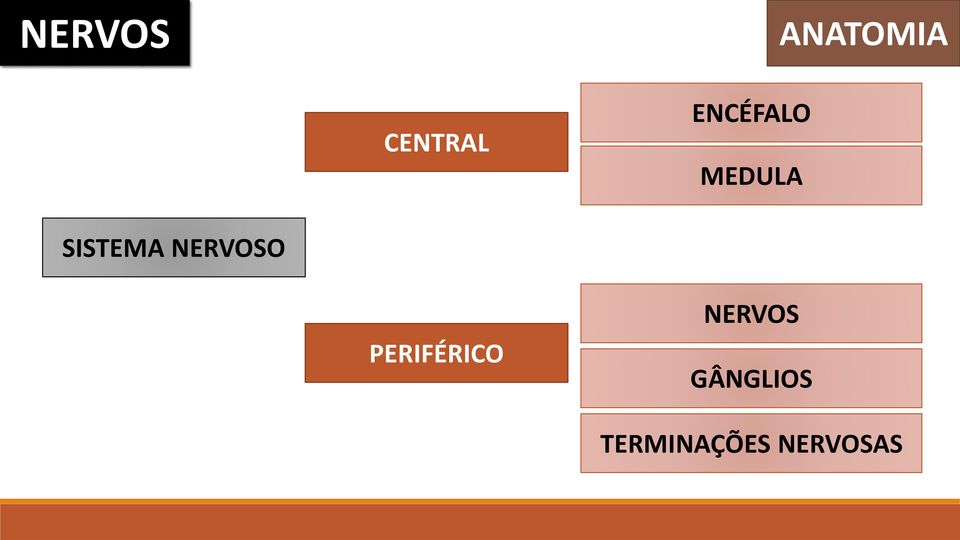 NERVOSO PERIFÉRICO NERVOS