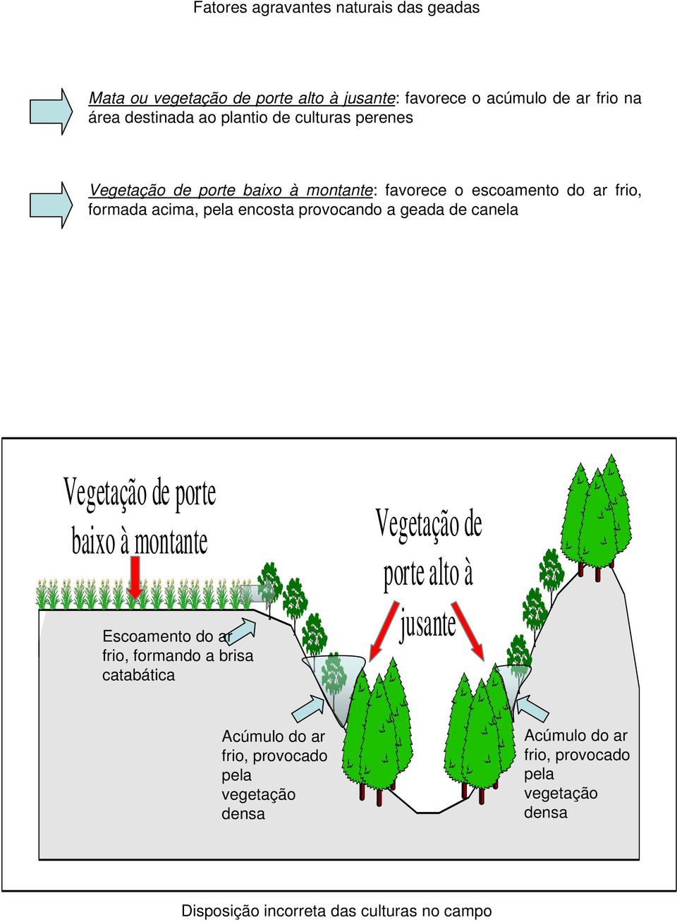 a geada de canela Vegetação de porte baixo à montante Escoamento do ar frio, formando a brisa catabática Vegetação de porte alto à jusante