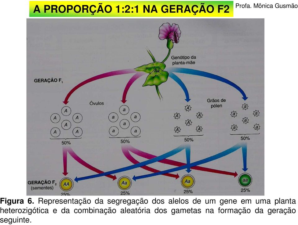 Representação da segregação dos alelos de um gene em