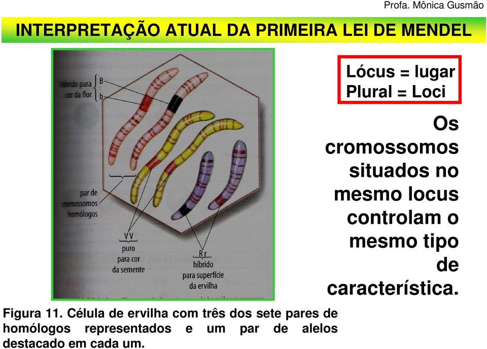 Célula de ervilha com três dos sete pares de homólogos representados e um