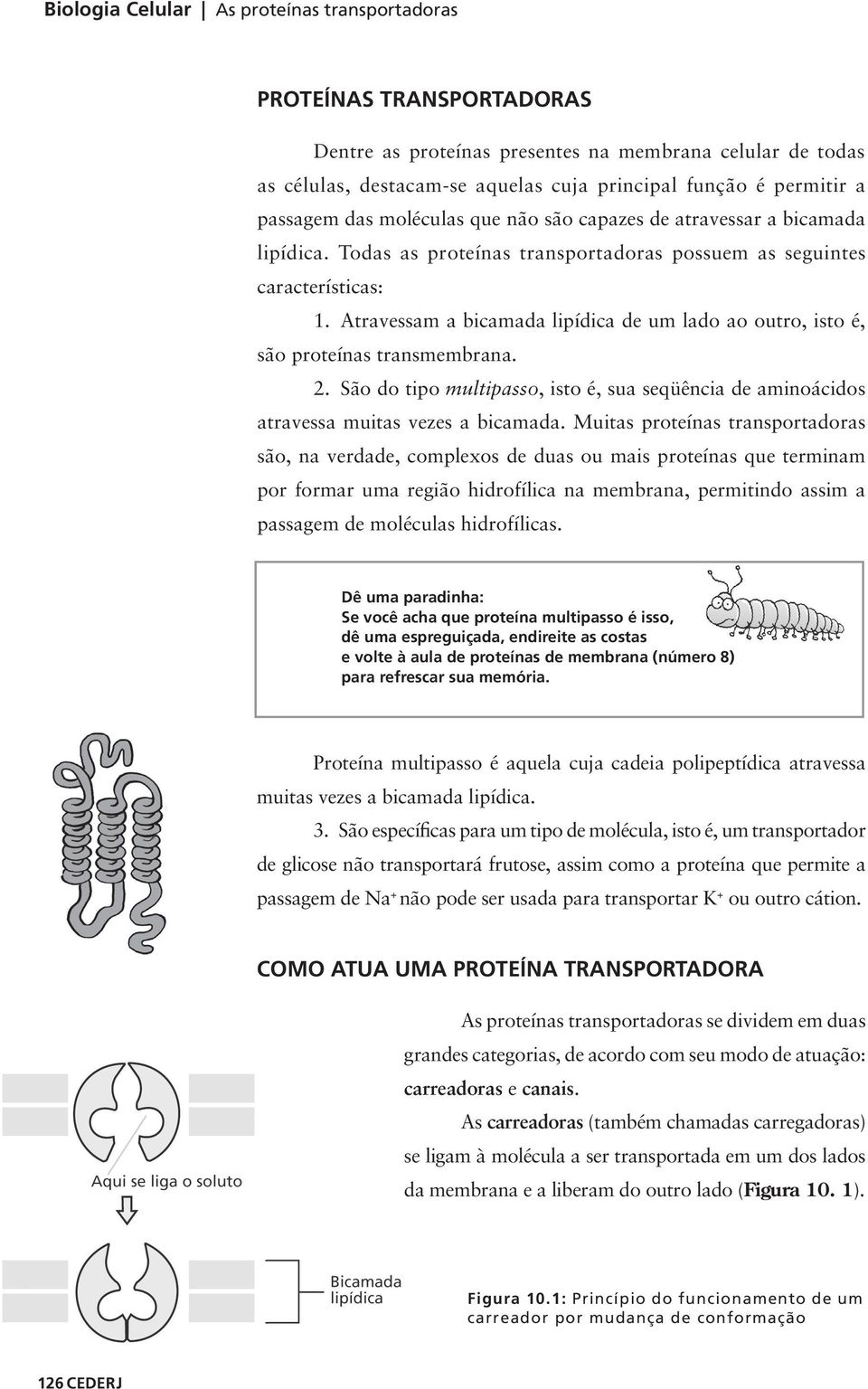 Atravessam a bicamada lipídica de um lado ao outro, isto é, são proteínas transmembrana. 2. São do tipo multipasso, isto é, sua seqüência de aminoácidos atravessa muitas vezes a bicamada.