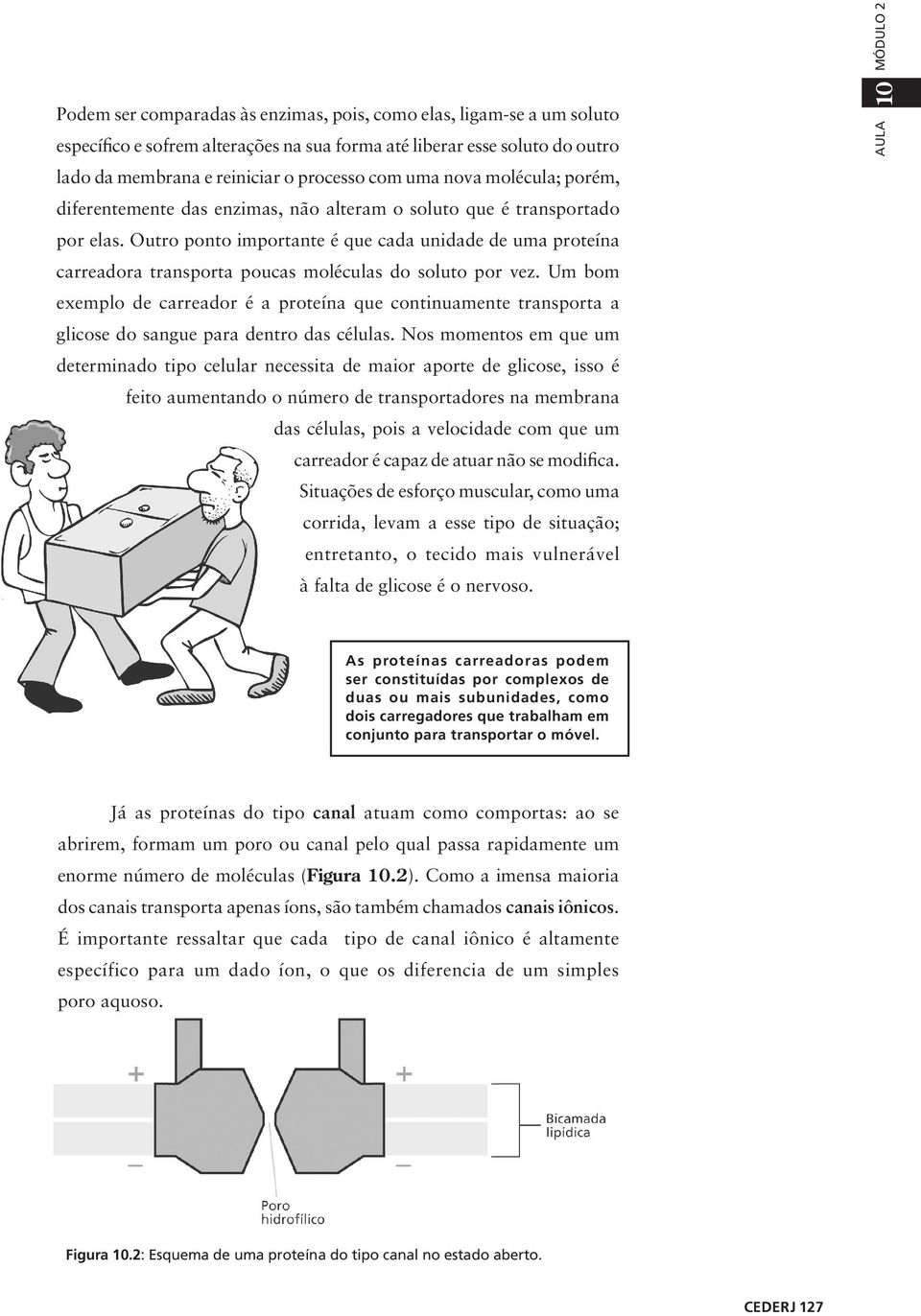 Outro ponto importante é que cada unidade de uma proteína carreadora transporta poucas moléculas do soluto por vez.