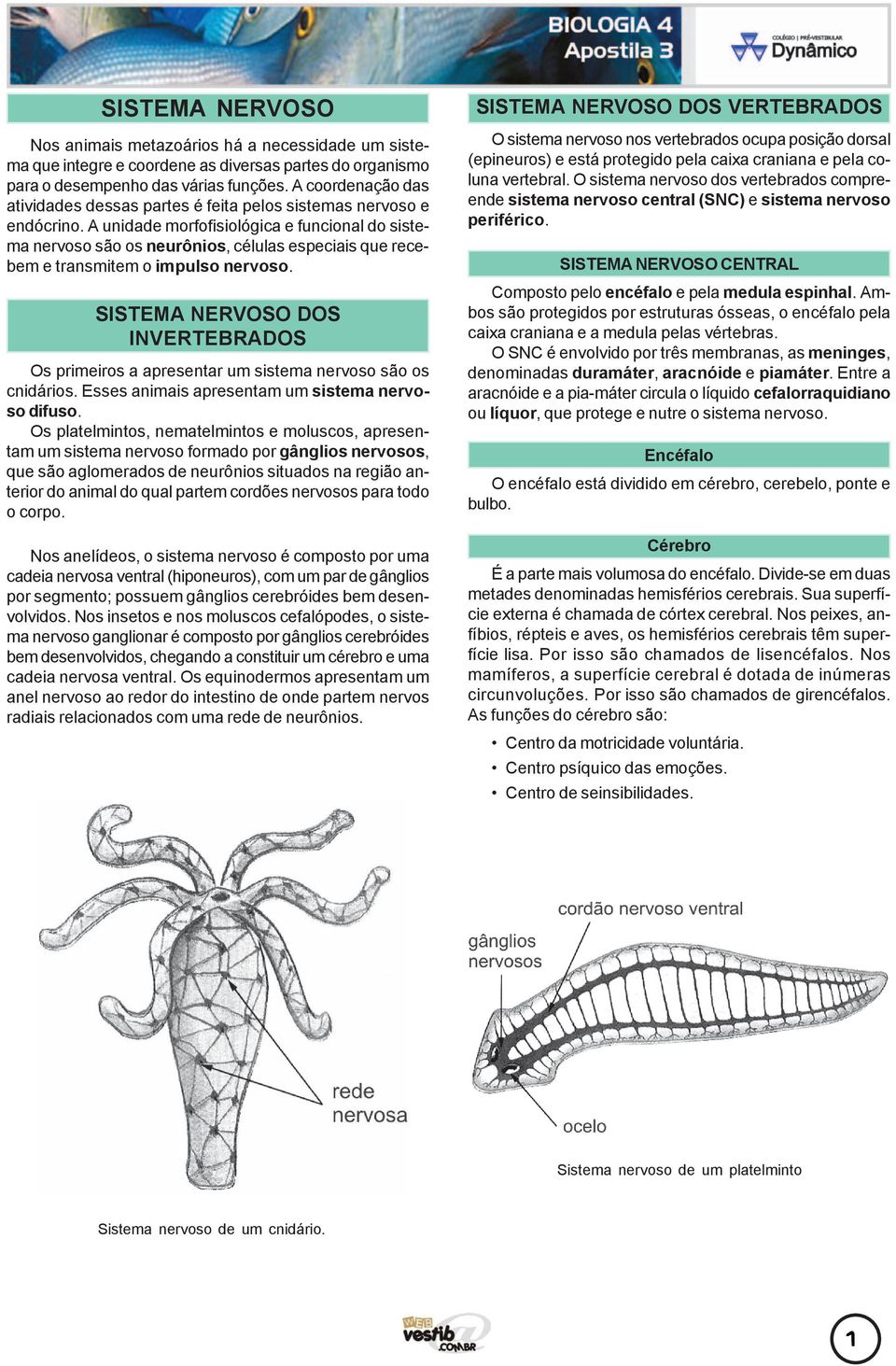 A unidade morfofisiológica e funcional do sistema nervoso são os neurônios, células especiais que recebem e transmitem o impulso nervoso.