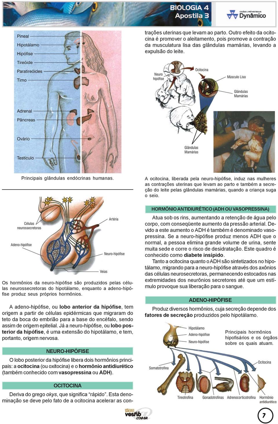 A ocitocina, liberada pela neuro-hipófise, induz nas mulheres as contrações uterinas que levam ao parto e também a secreção do leite pelas glândulas mamárias, quando a criança suga o seio.