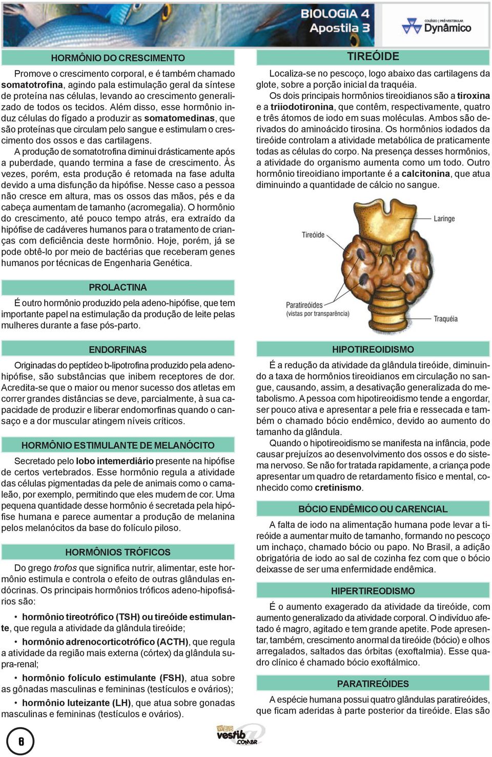 A produção de somatotrofina diminui drásticamente após a puberdade, quando termina a fase de crescimento. Às vezes, porém, esta produção é retomada na fase adulta devido a uma disfunção da hipófise.