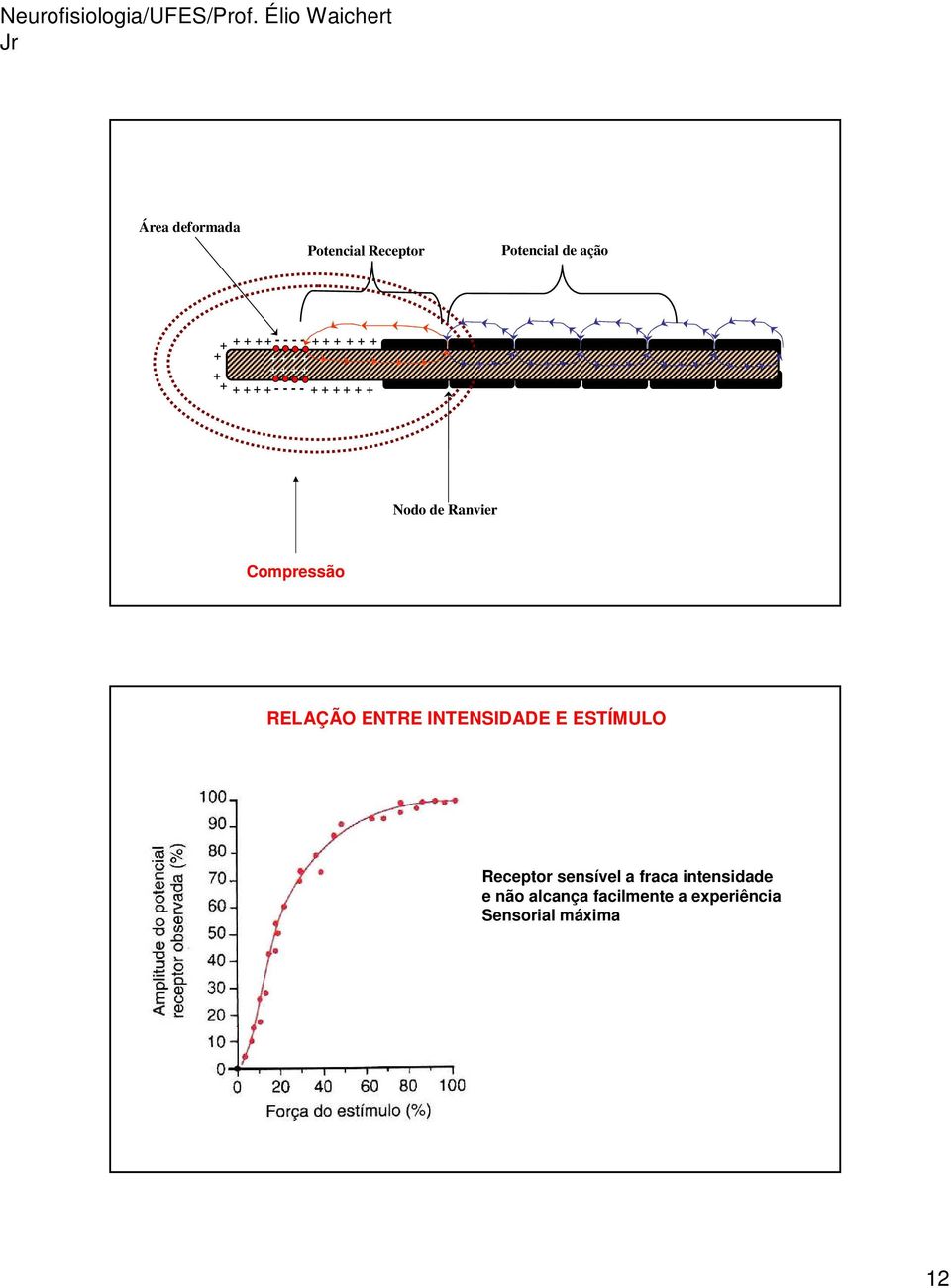Ranvier Compressão RELAÇÃO ENTRE INTENSIDADE E ESTÍMULO Receptor