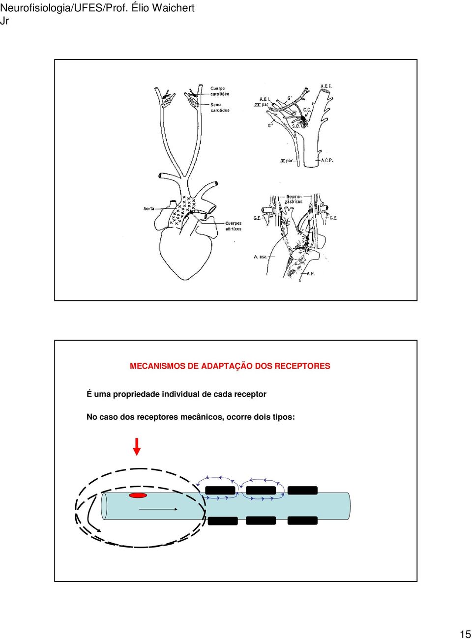 individual de cada receptor No