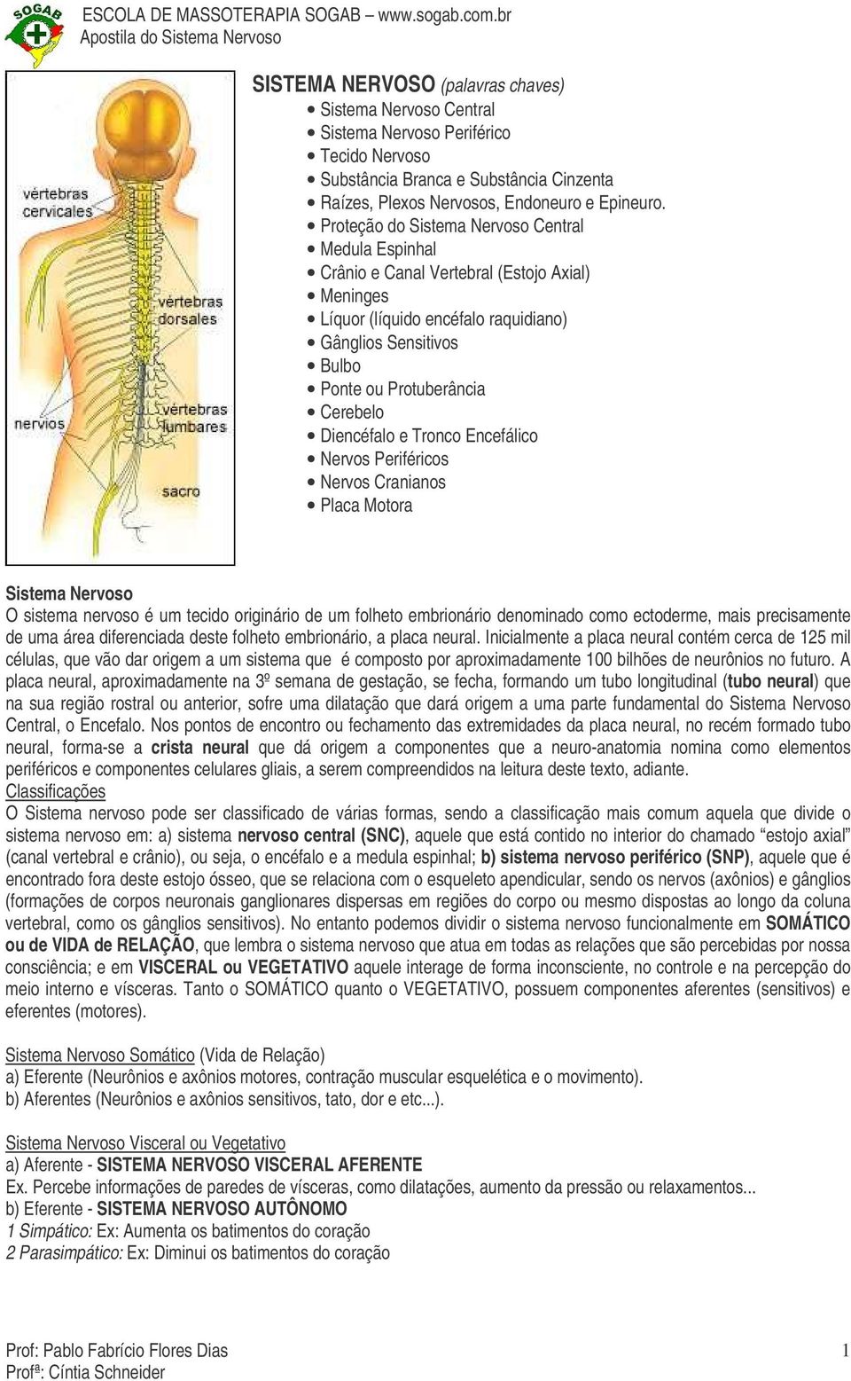 Diencéfalo e Tronco Encefálico Nervos Periféricos Nervos Cranianos Placa Motora Sistema Nervoso O sistema nervoso é um tecido originário de um folheto embrionário denominado como ectoderme, mais