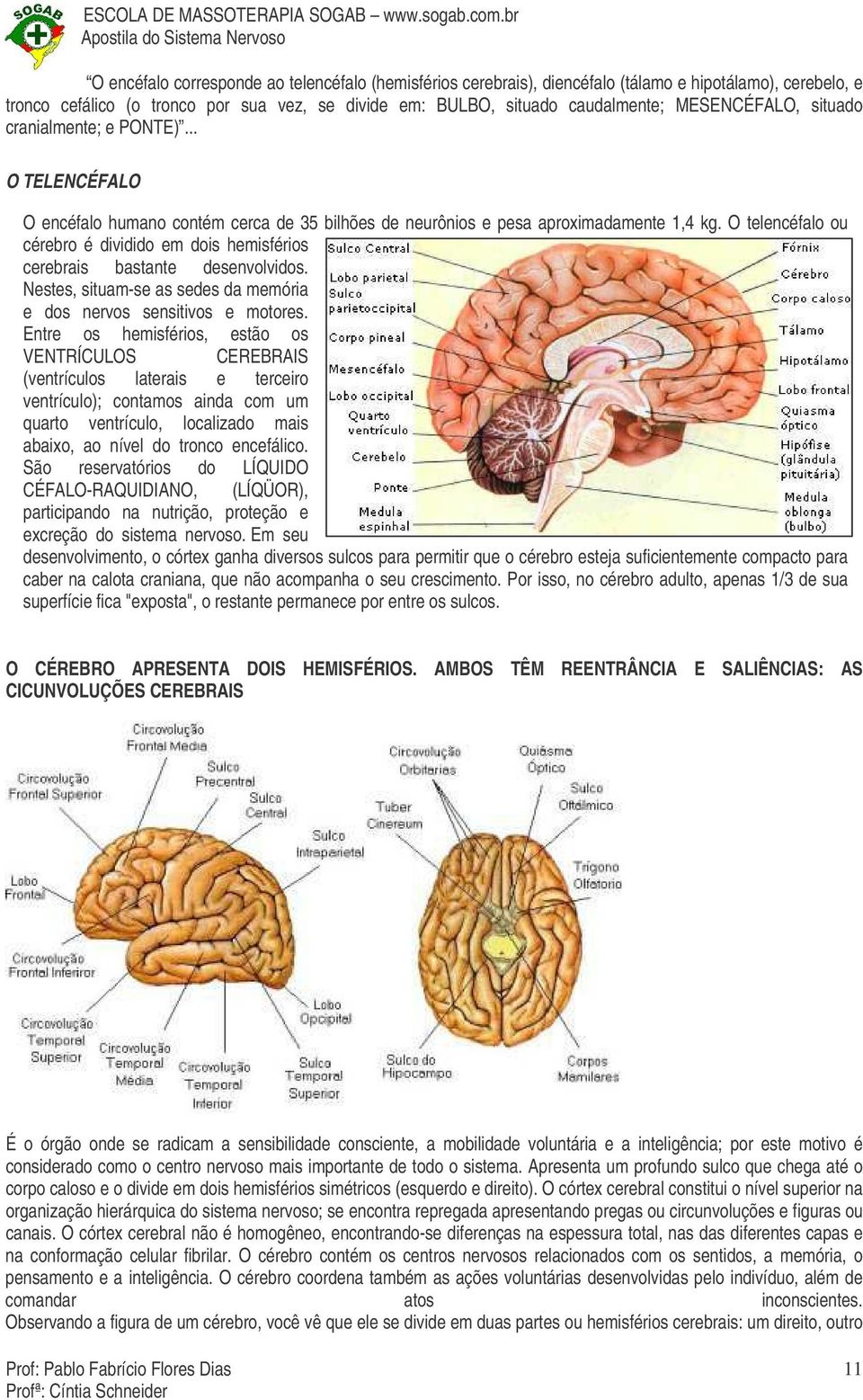 O telencéfalo ou cérebro é dividido em dois hemisférios cerebrais bastante desenvolvidos. Nestes, situam-se as sedes da memória e dos nervos sensitivos e motores.