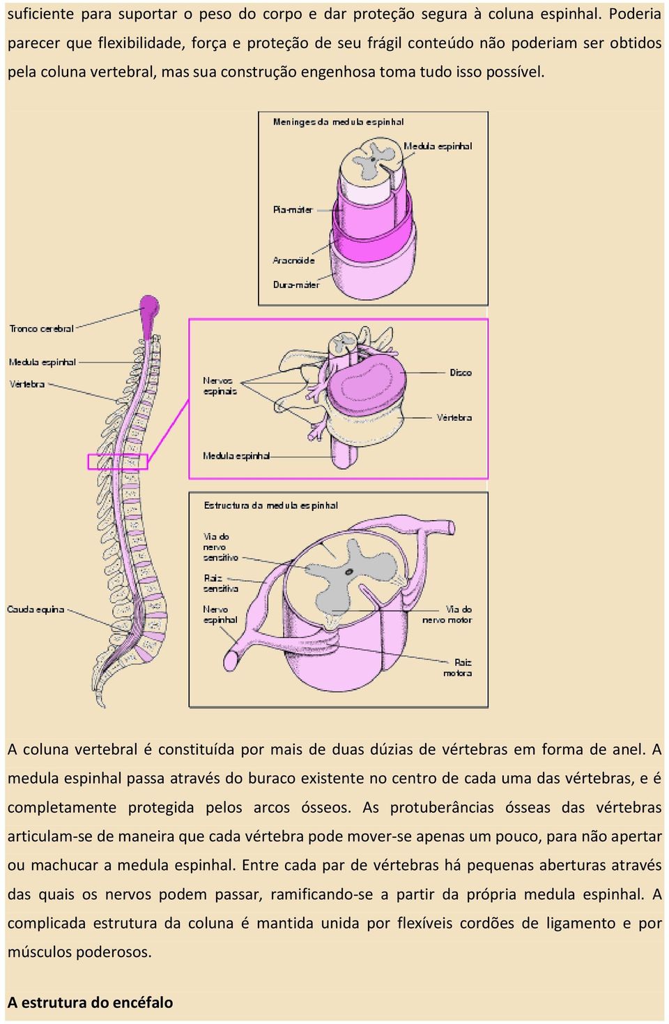 A coluna vertebral é constituída por mais de duas dúzias de vértebras em forma de anel.