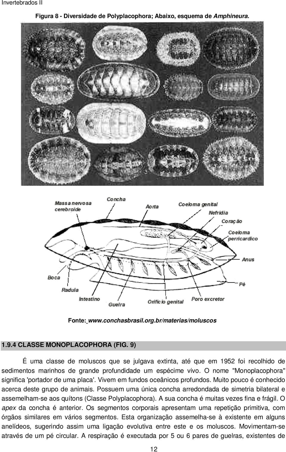 O nome "Monoplacophora" significa 'portador de uma placa'. Vivem em fundos oceânicos profundos. Muito pouco é conhecido acerca deste grupo de animais.