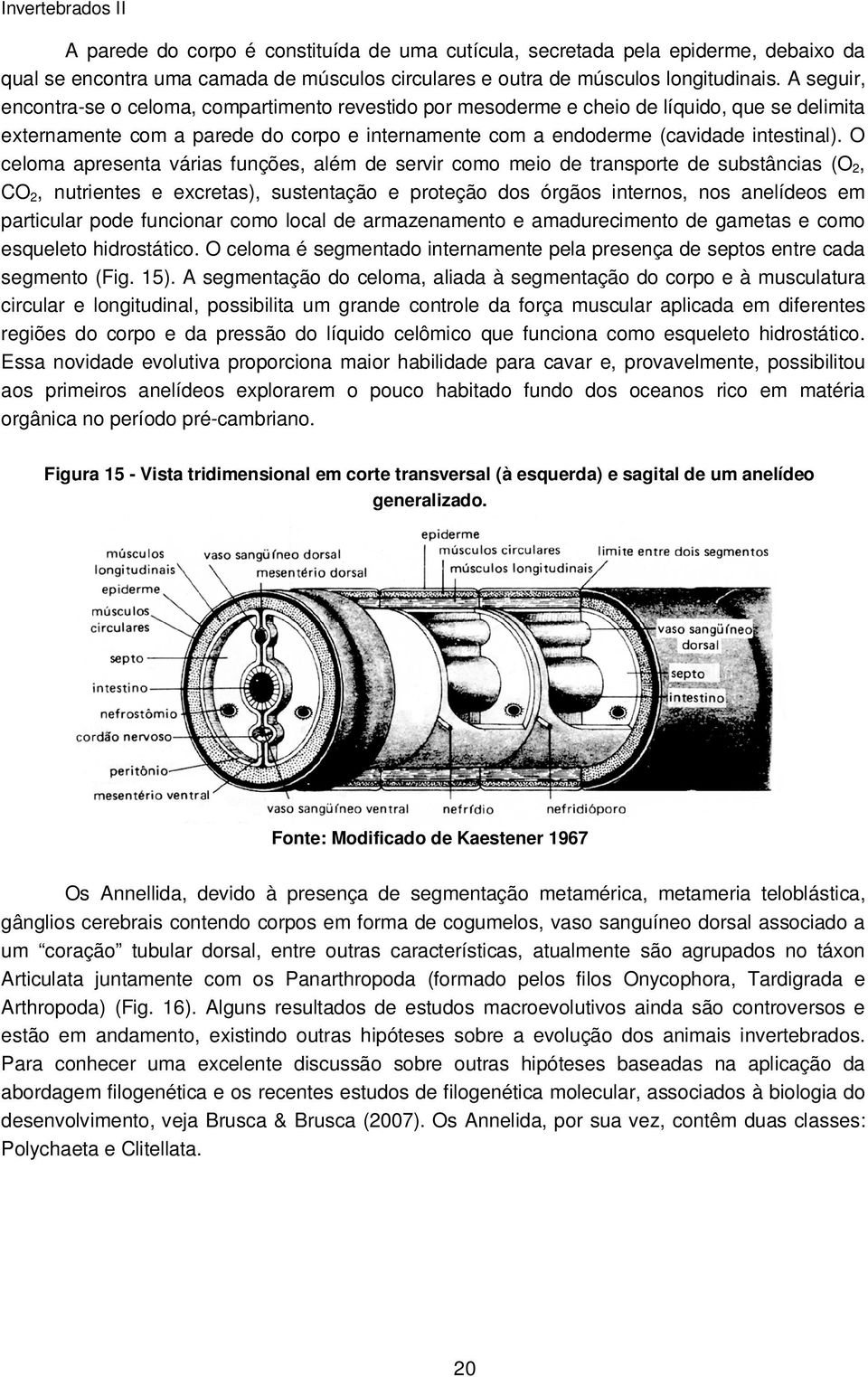 O celoma apresenta várias funções, além de servir como meio de transporte de substâncias (O 2, CO 2, nutrientes e excretas), sustentação e proteção dos órgãos internos, nos anelídeos em particular