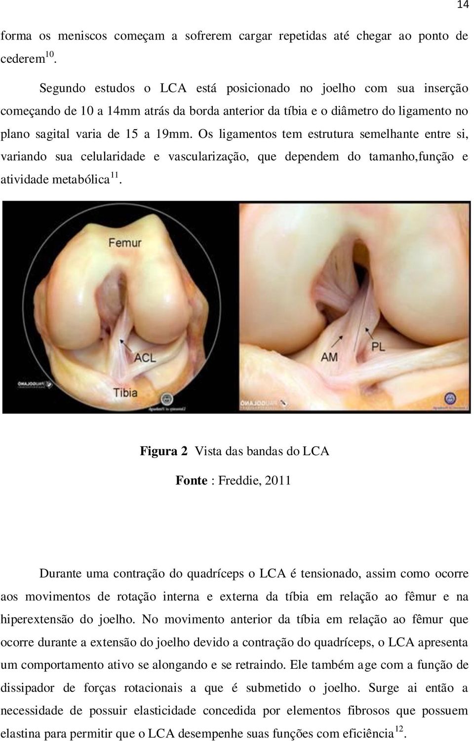 Os ligamentos tem estrutura semelhante entre si, variando sua celularidade e vascularização, que dependem do tamanho,função e atividade metabólica 11.