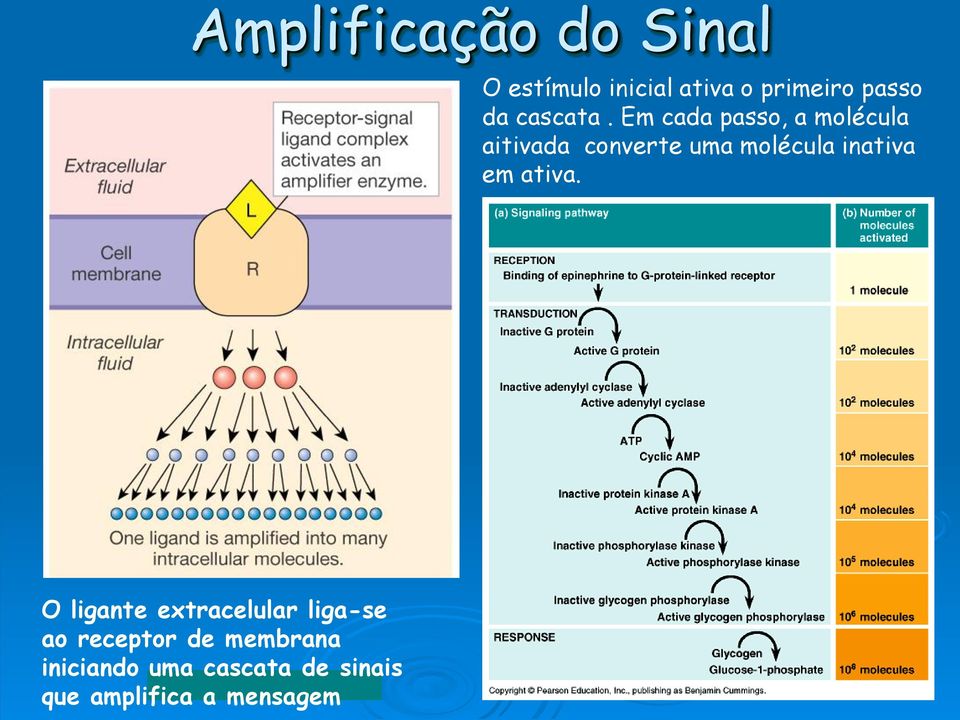 Em cada passo, a molécula aitivada converte uma molécula inativa em ativa.