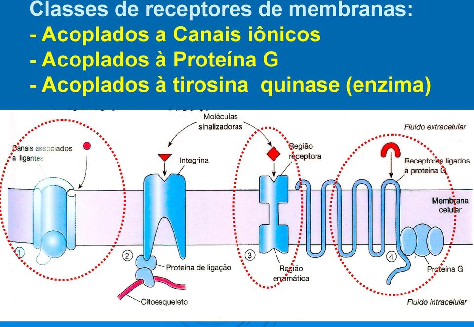 iônicos - Acoplados à Proteína G