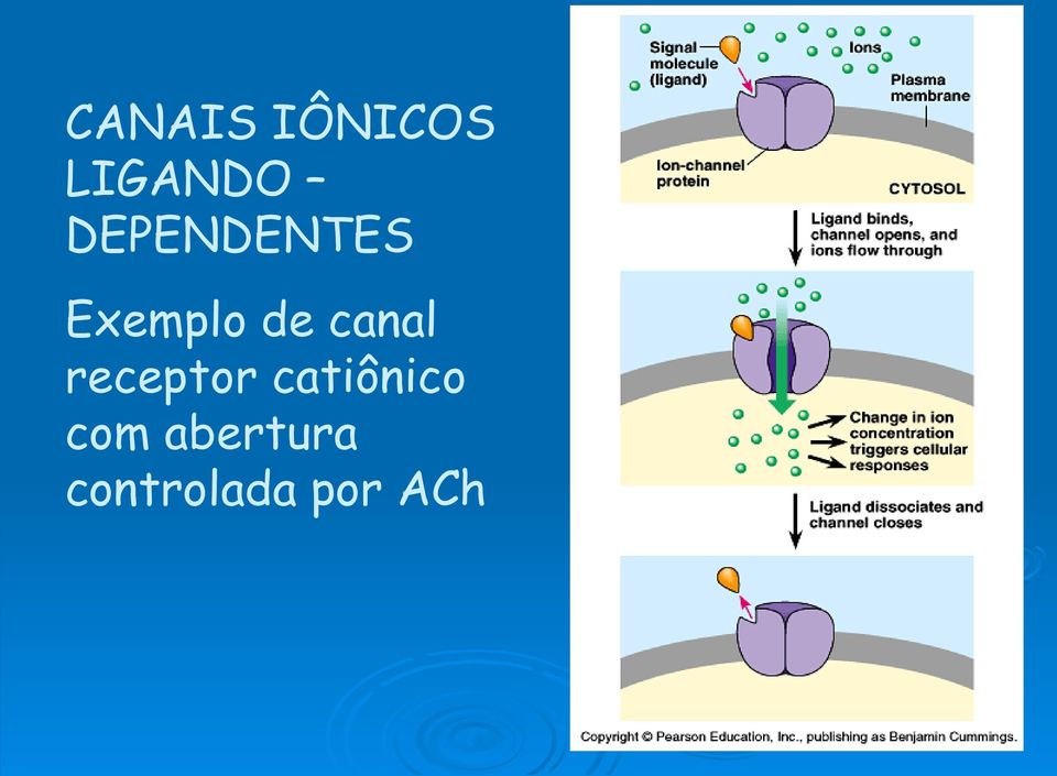 canal receptor catiônico