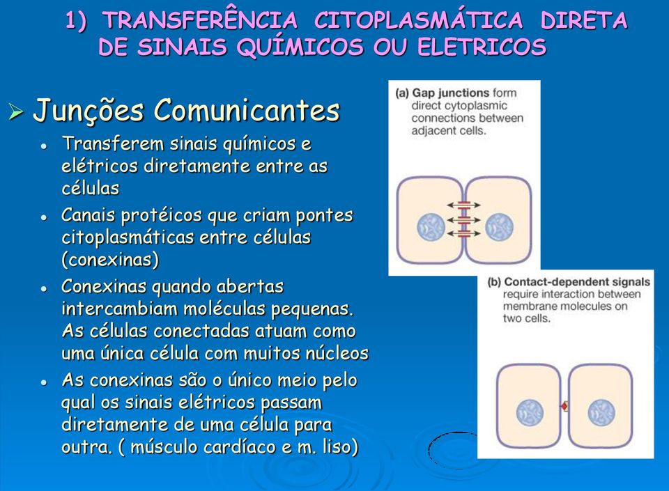 quando abertas intercambiam moléculas pequenas.